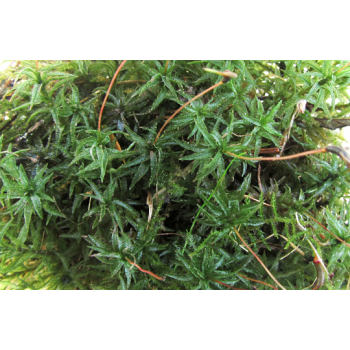 Hair Cap Moss 1 Gallon Bag of Fresh Live Hair Cap Moss, Great for Terrariums!